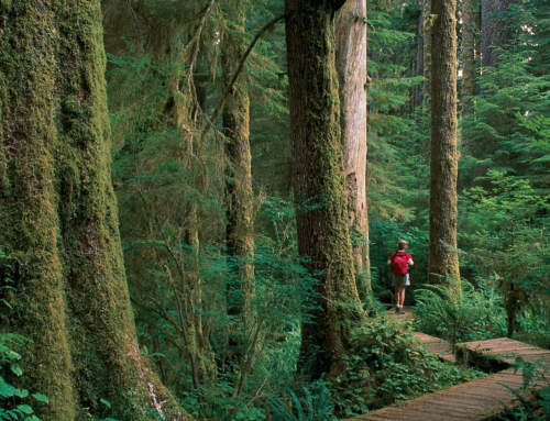 Why Visit Carmanah Walbran Provincial Park