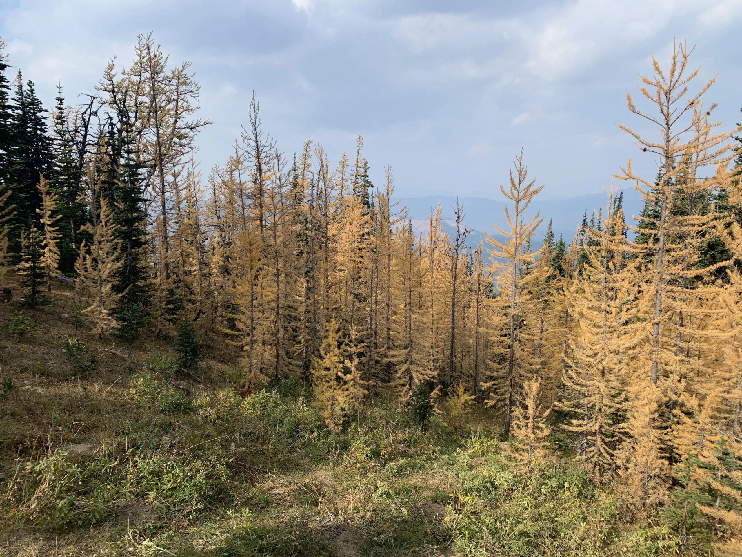 Golden Larches, BC fall