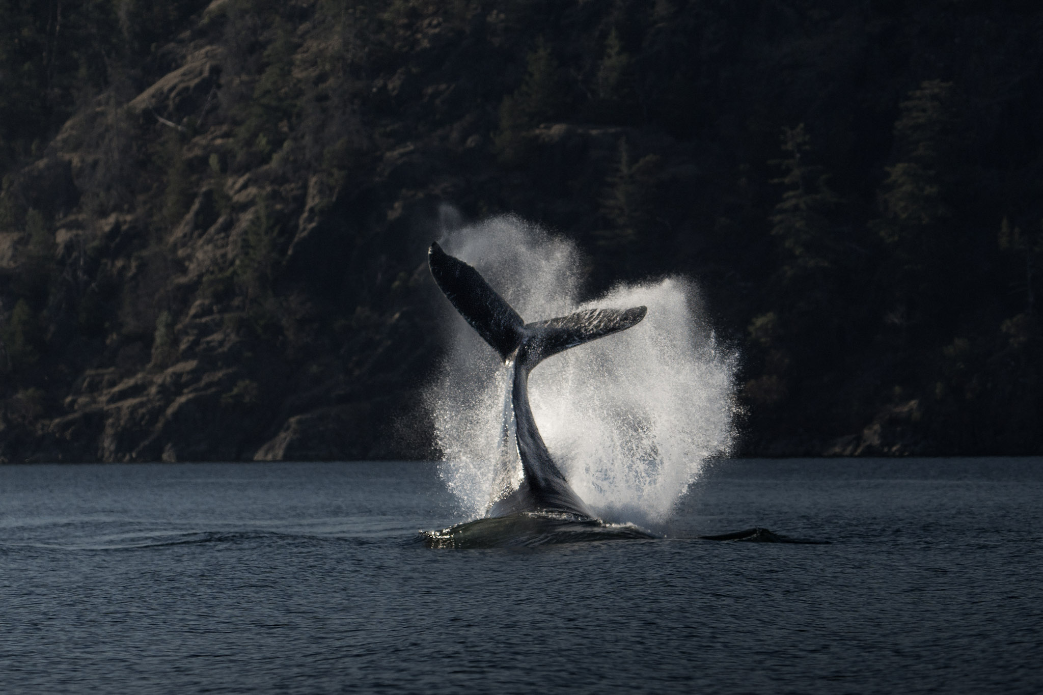 Campbell River Whale Watching