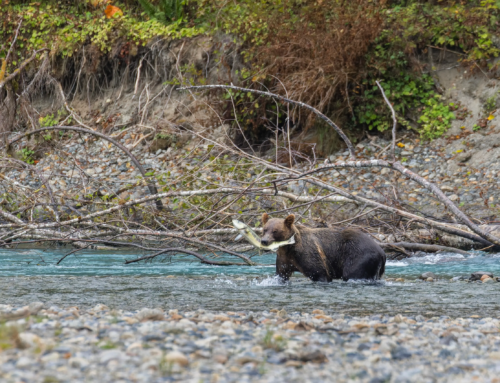 Top Tips for an Ethical and Safe Grizzly Bear Viewing Tour
