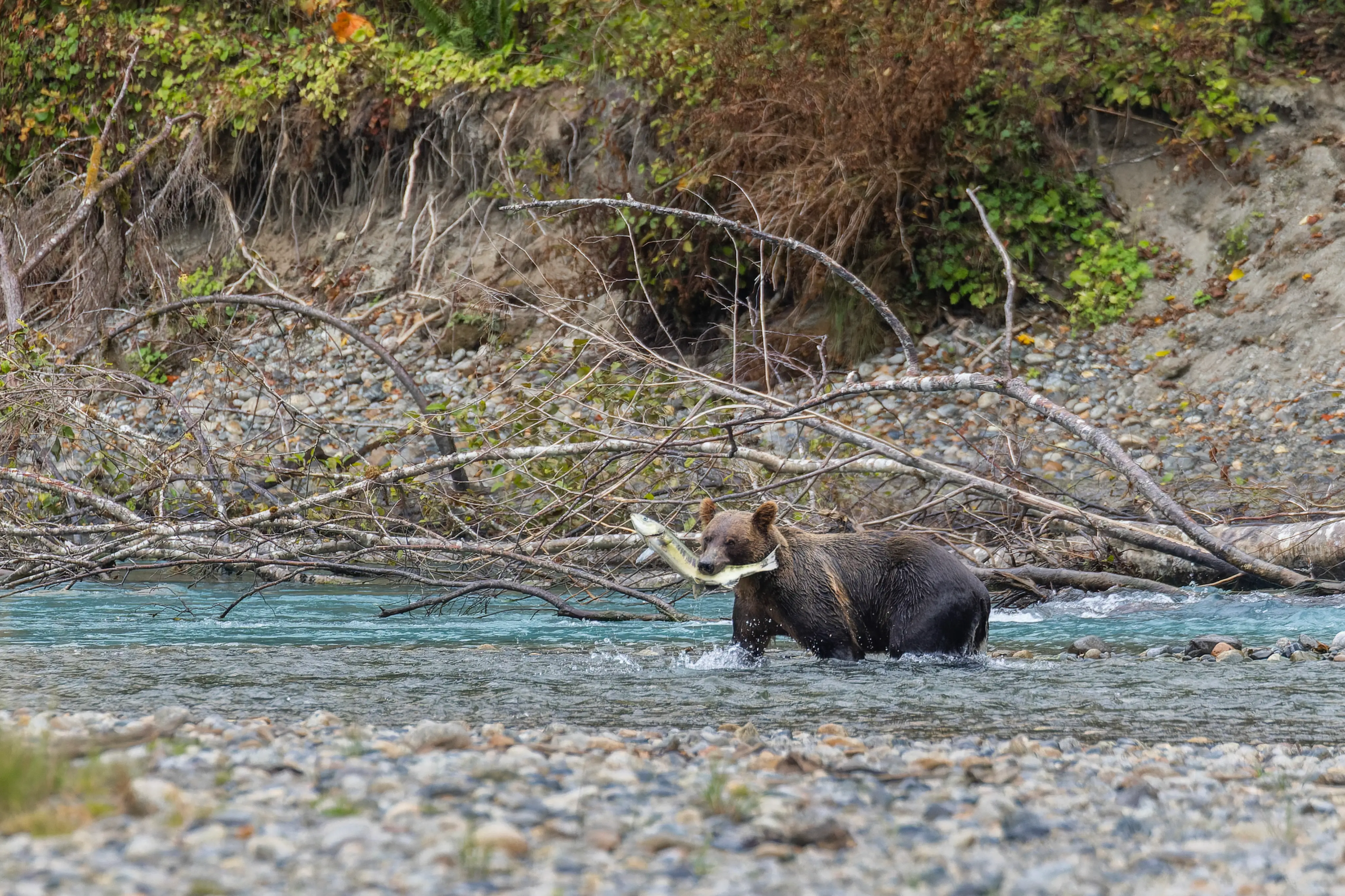 Ethical Grizzly bear viewing