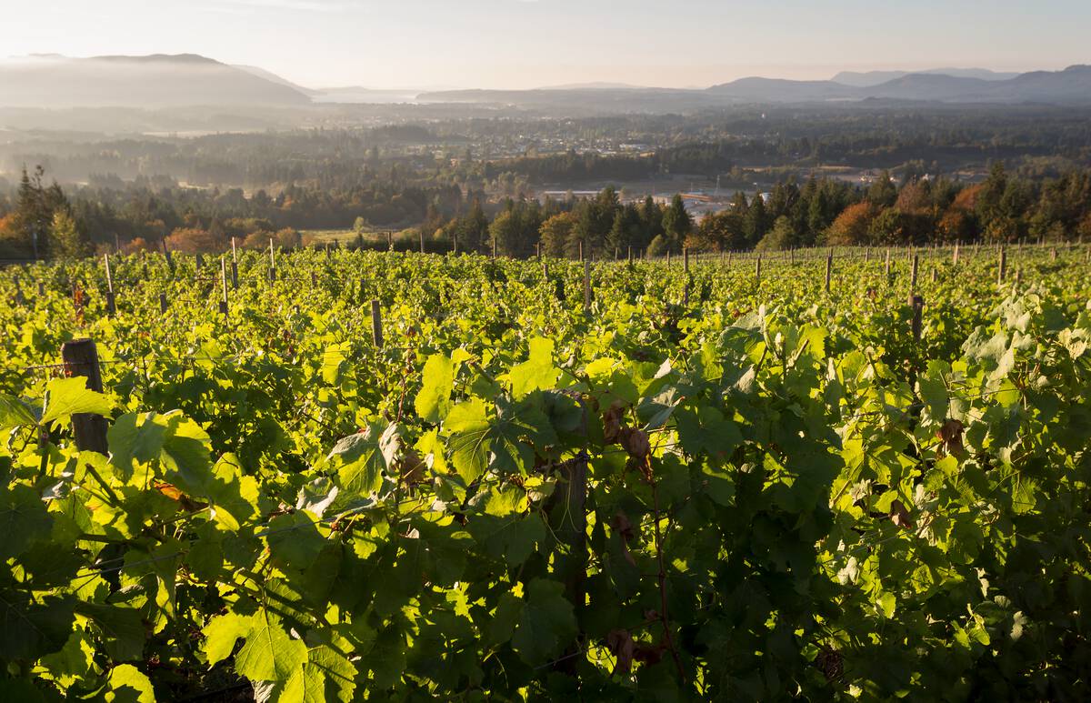 Averill Creek Vineyard overlooking Duncan and the Cowichan Valley Cowichan Vineyards