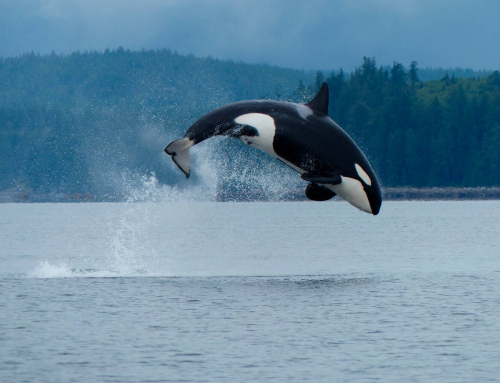 Partner Spotlight: Campbell River Whale Watching