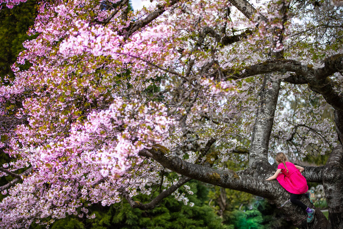 Cherry blossoms Victoria Cherry Blossoms