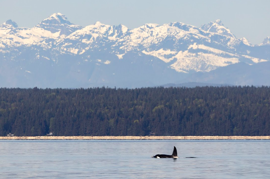 Screen Shot 2025-12-09 at 5.23.51 PM Campbell River Whale Watching