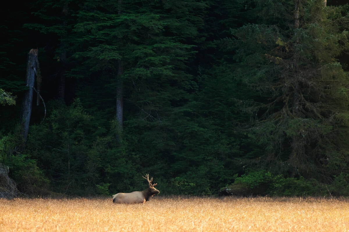 Elk in Sayward Valley Sayward Valley