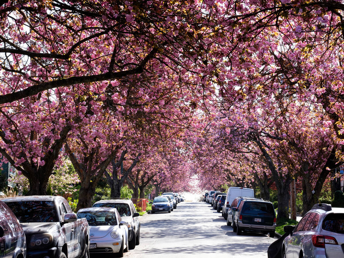 Cherry blossoms Cherry Blossoms