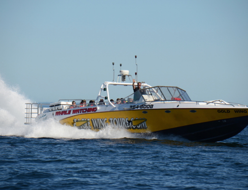 Partner Spotlight: Eagle Wing Tours